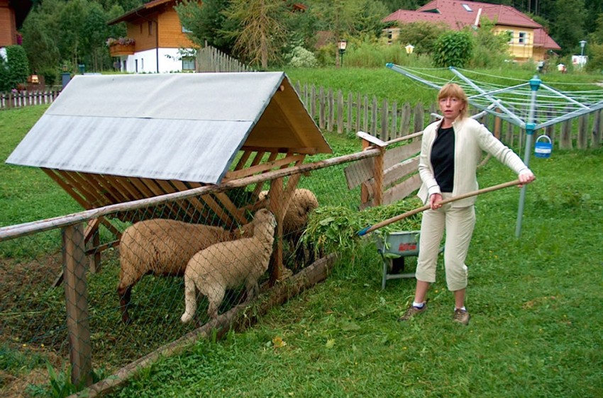Schafe füttern im Urlaub am Bauernhof