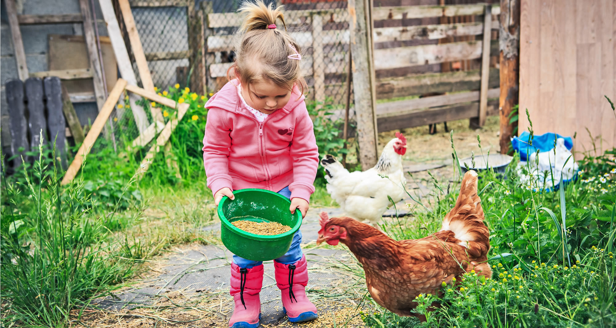 Kind füttert Hühner im Urlaub am Bauernhof